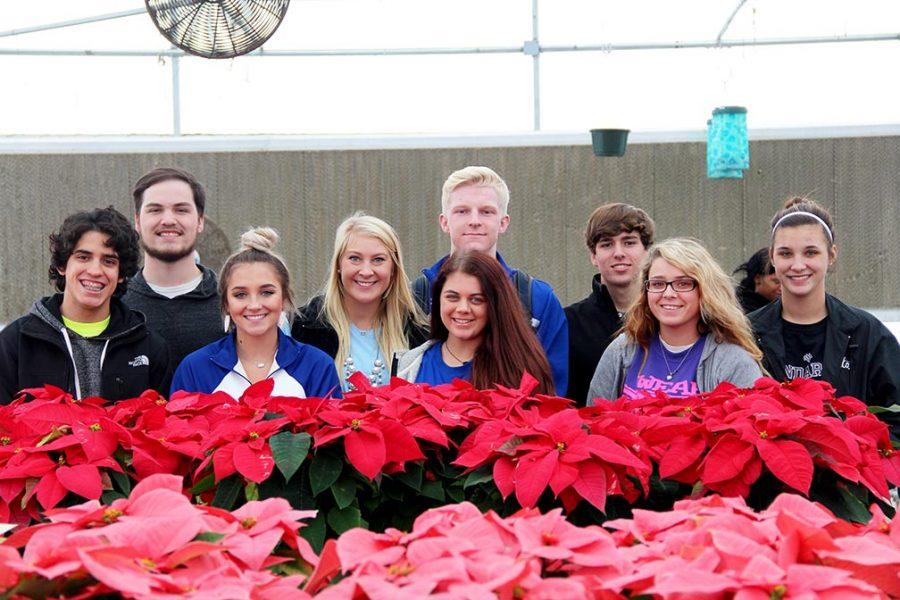 Poinsettias+Blossom