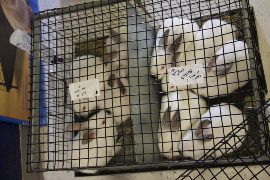 Showing Rabbits