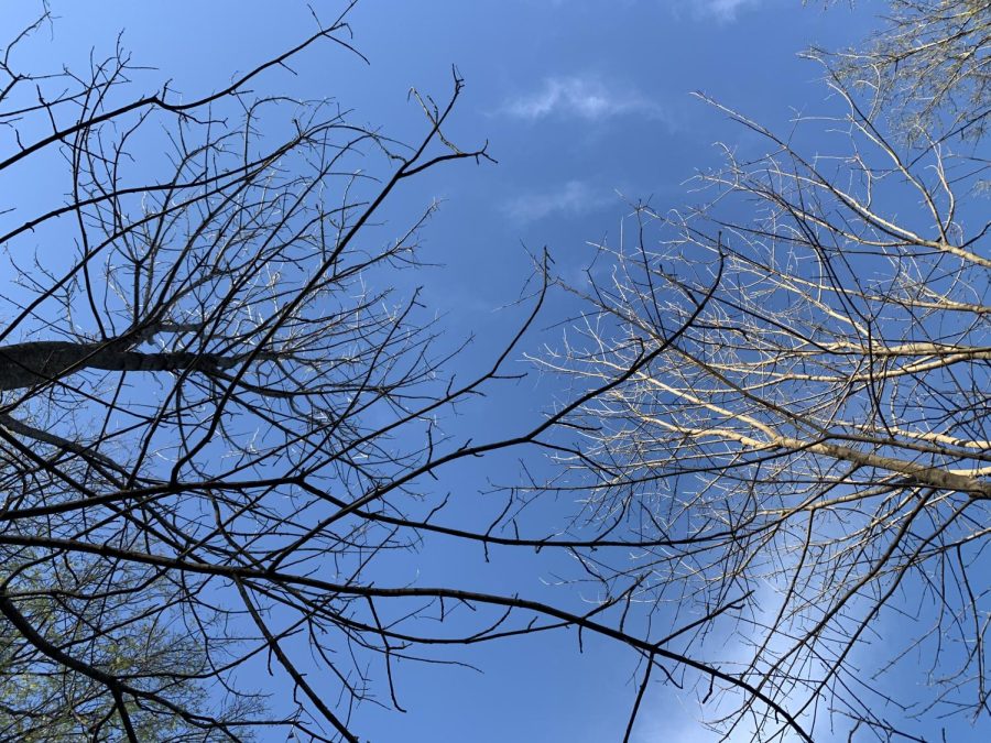 Corsicana+Nature+and+Weather